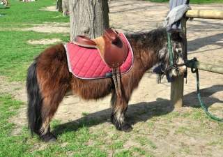  pbaños en pony para niños